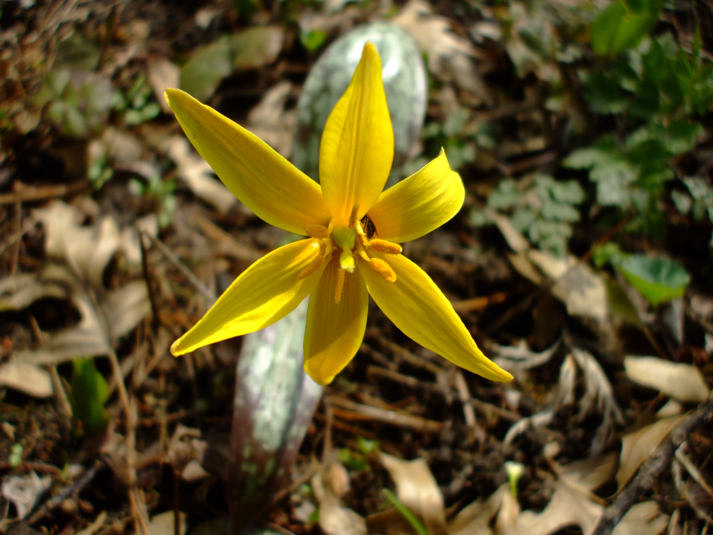 Erythronium rostratum
